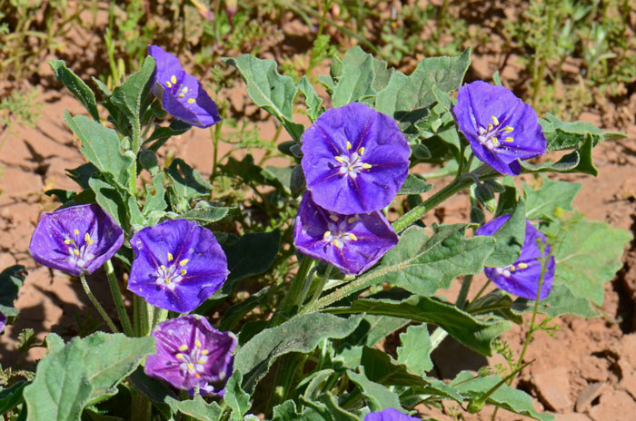 Purple Ground Cherry blooms from March to October. It is found on plains, mesas and roadsides. In California it is found in granitic soils and around dry lake margins. Quincula lobata 